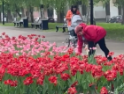 Самарцы в бешенстве: неизвестная посреди бела дня украла цветы с Аллеи трудовой славы