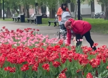 Самарцы в бешенстве: неизвестная посреди бела дня украла цветы с Аллеи трудовой славы