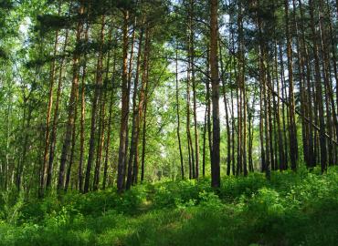 В Самарской области могут запретить посещать леса