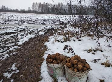 В правительстве рассказали о судьбе урожая из-за аномальных майских холодов