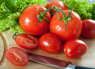Если у помидор скручиваются листья, даю им эту копеечную подкормку: томаты растут здоровыми, урожая — тонны