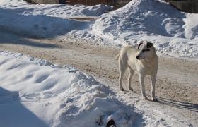 В Самарской области неизвестные изрешетили соба...